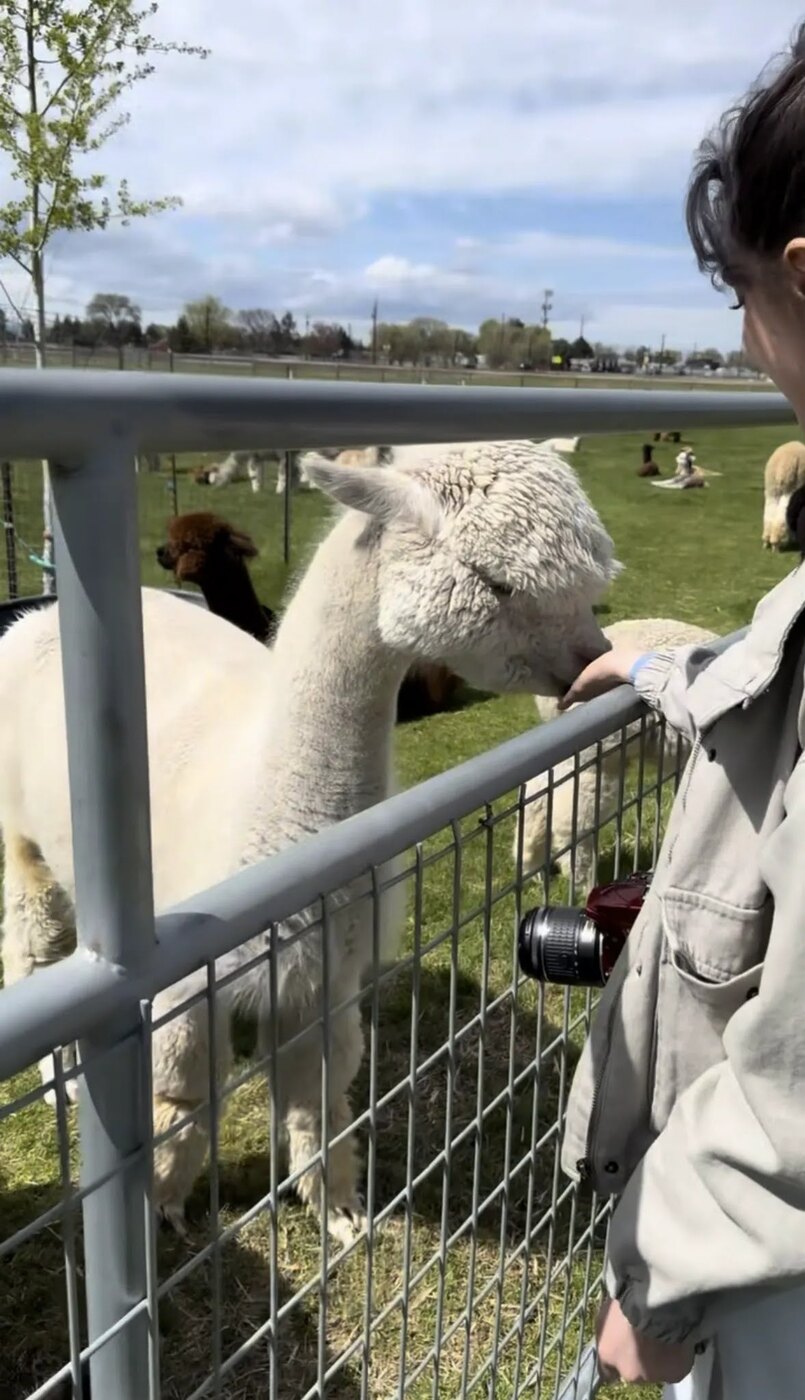 Ranya meeting a white alpaca at Crescent Moon Ranch