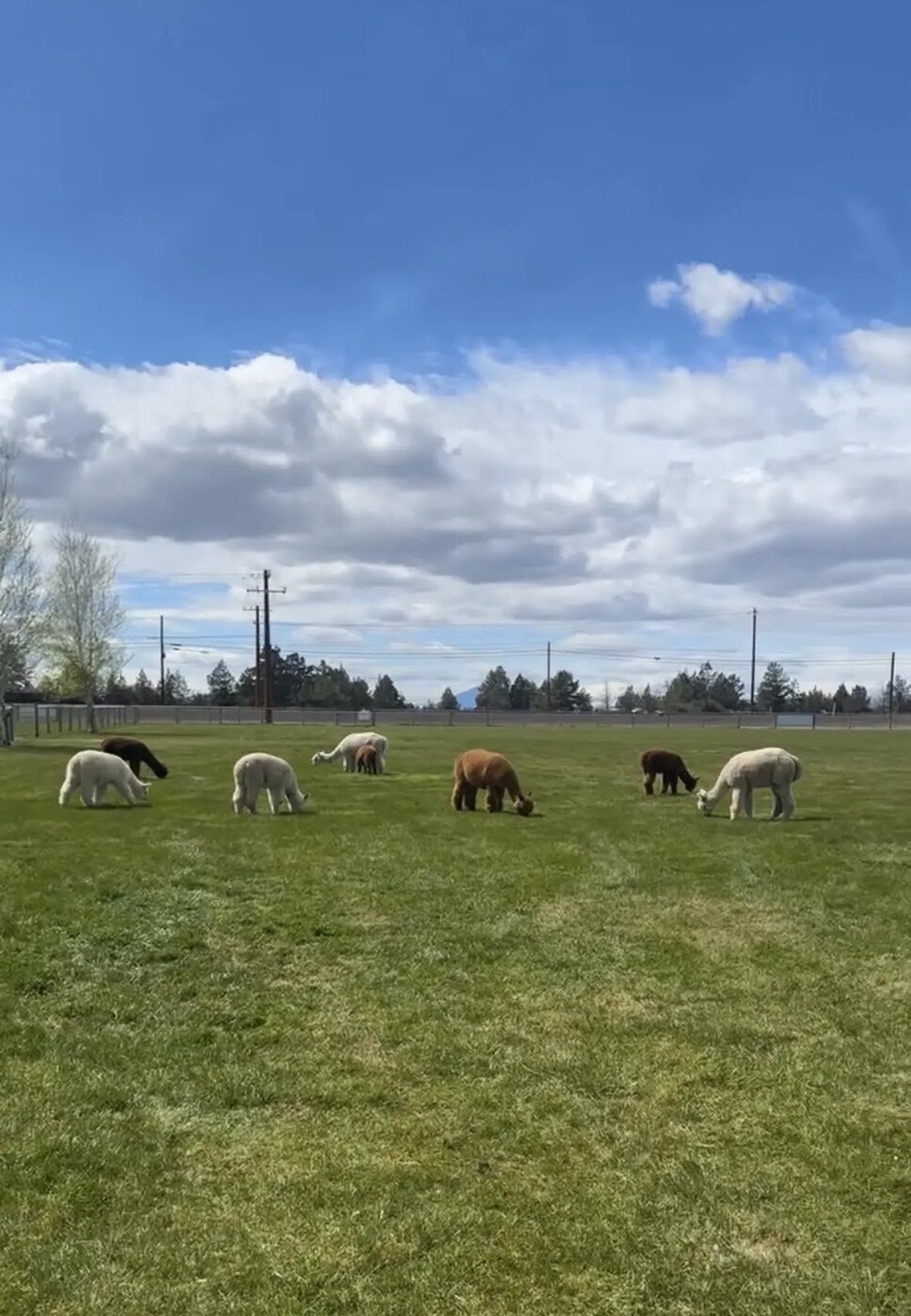 Alpacas grazing across the sunny green pasture at Crescent Moon Ranch