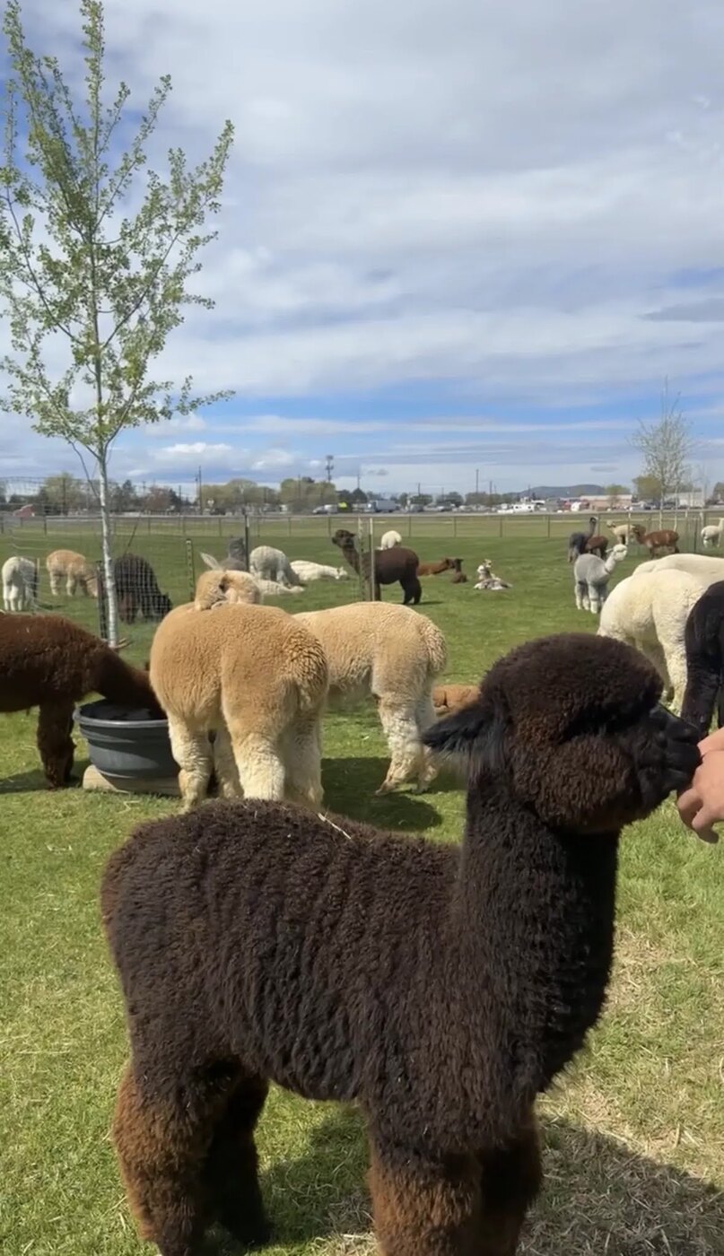 Colorful alpacas relaxing in the green Crescent Moon Ranch pasture