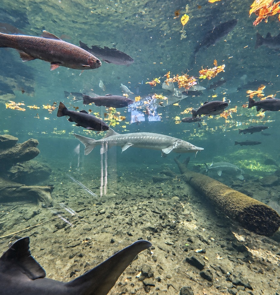 A sturgeon and other fish swimming behind the underwater viewing window at Bonneville Fish Hatchery