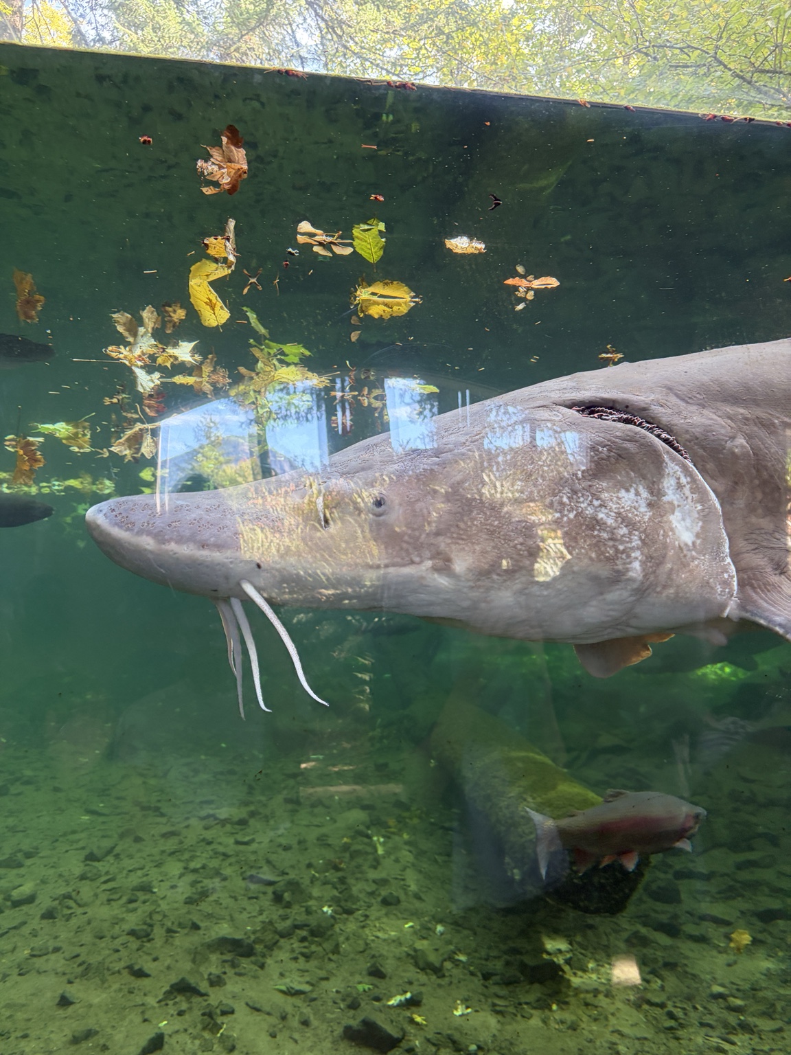 Close view of Herman the sturgeon at Bonneville Fish Hatchery