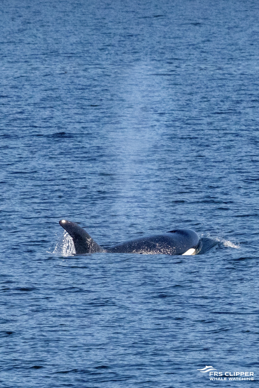 An orca at the water’s surface, photographed by FRS Clipper Whale Watching