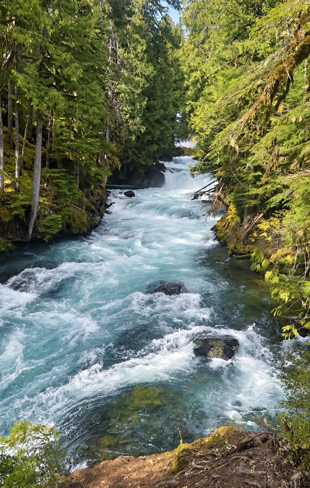 Clear river water rushing through the sunlit McKenzie River forest